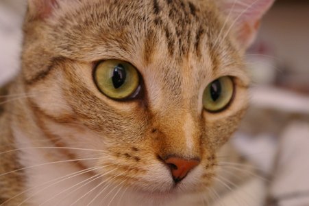 Same cat photo before compression, 80.4 KB